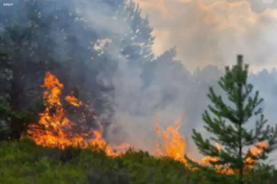 Kanada'da 10 hektarlık alanda orman yangını